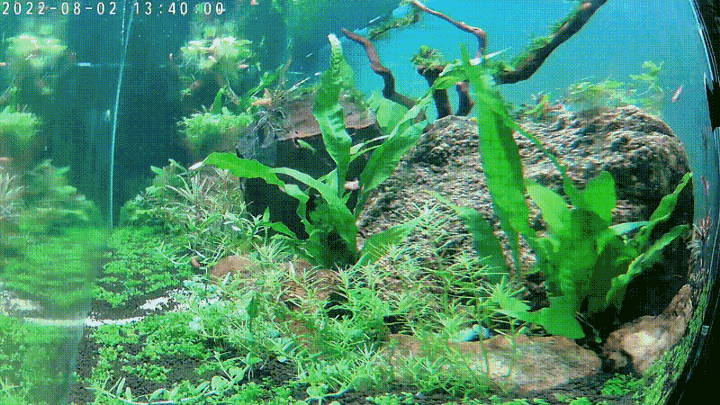 Planted Aquarium — Automated Time Lapse